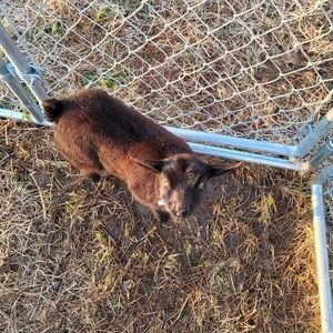 Meet your Posher, Mack